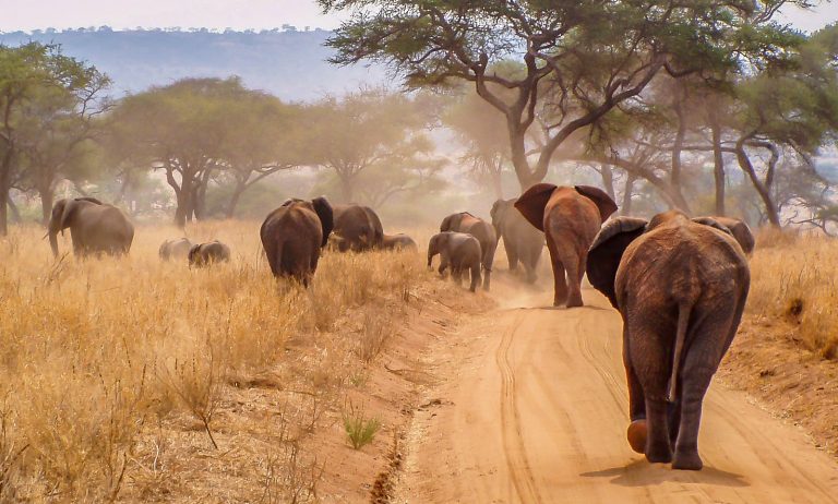 Tarangire National Park