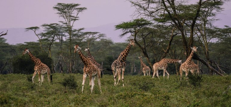 11-Day Bushmen and Wildlife Adventures