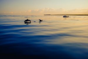 Swim with dolphins at Kizimkazi