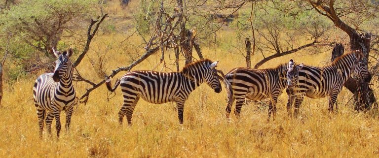 5-Day Tanzania Budget Safari